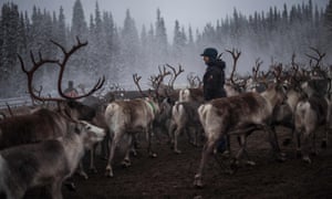 A Sami woman observes reindeer selection and calf labelling near the village of Dikanäss, about 800km north-west of Stockholm.