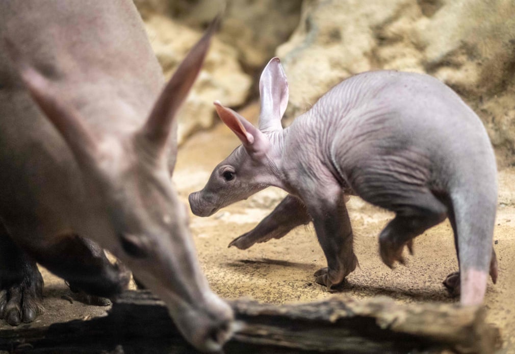 Best photos of the day: a funeral show and a baby aardvark