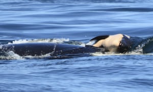 J35 pushing her dead baby calf off the Canada coast near Victoria, British Columbia